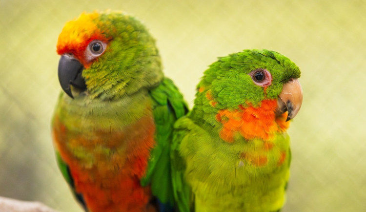 Vzácní papoušci i orchideje. Olomoucké výstaviště nabízí dvě akce plné exotiky