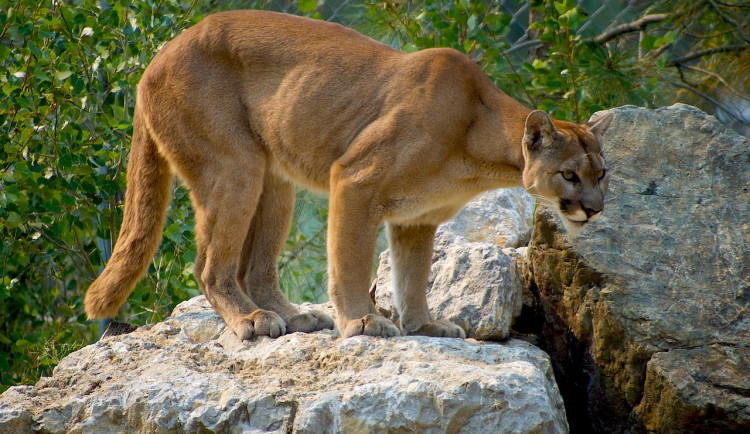 Puma na jihu Čech opět spatřena, tentokrát ji vidět rybář u Kolodějí