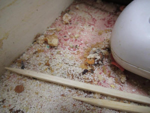 Myši, trus, špína a zbytky na podlaze. Inspekce zavřela rychlé občerstvení v Přerově