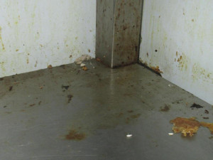 Myši, trus, špína a zbytky na podlaze. Inspekce zavřela rychlé občerstvení v Přerově