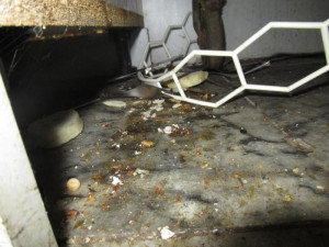 Myši, trus, špína a zbytky na podlaze. Inspekce zavřela rychlé občerstvení v Přerově