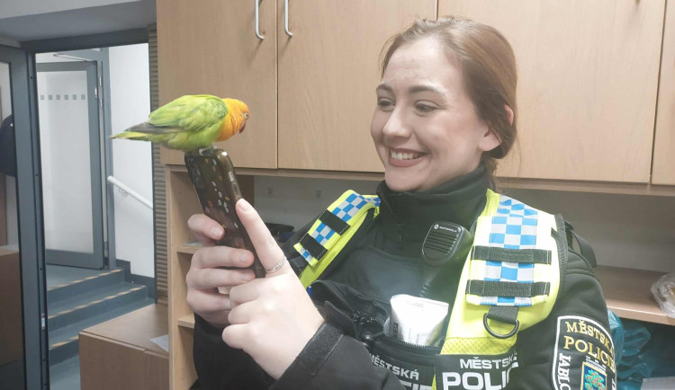 Nečekaná posila jabloneckých strážníků. Ve službě jim pomáhal papoušek Agapornis