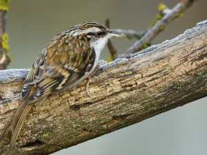 Blíží se zima. Ornitologové radí, jak správně v tomto období přikrmovat ptáky