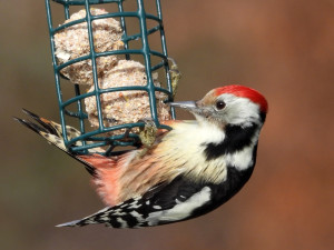 Blíží se zima. Ornitologové radí, jak správně v tomto období přikrmovat ptáky