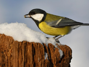 Blíží se zima. Ornitologové radí, jak správně v tomto období přikrmovat ptáky
