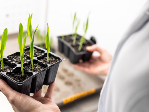 S českým astronautem poletí do vesmíru bioreaktor pro výzkum ječmene z Olomouce