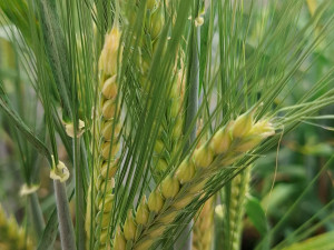 S českým astronautem poletí do vesmíru bioreaktor pro výzkum ječmene z Olomouce