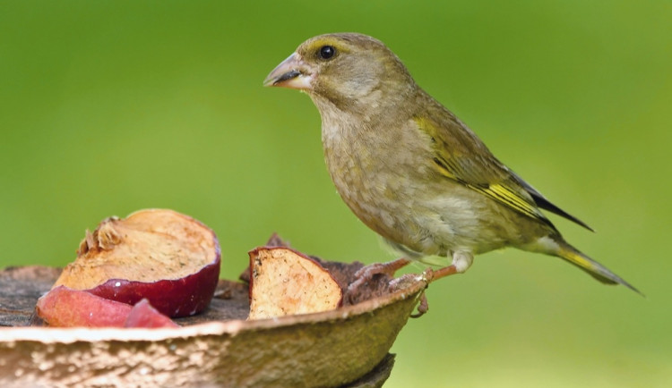 Blíží se zima. Ornitologové radí, jak správně v tomto období přikrmovat ptáky