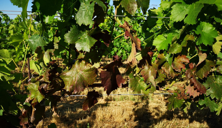 Za hranicemi se šíří nebezpečná choroba révy. Čeští vinaři mají obavy