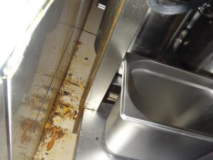 Švábi v restauraci v centru Olomouce. Inspekce zavřela prostory v suterénu