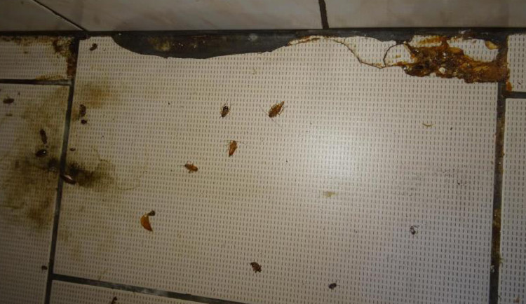 Hmyz v zázemí restaurace v centru Olomouce