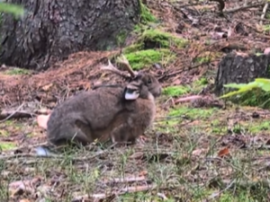 VIDOE: Pivoň pobláznil Jeseníky.