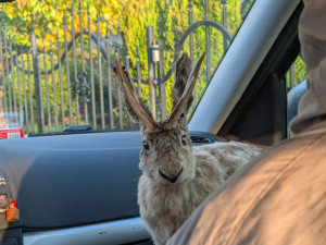 VIDEO: Zajdalen v Jeseníkách? Klip s tajemným tvorem pobláznil sítě, viděly ho už miliony lidí