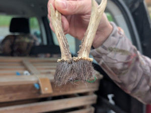 VIDEO: Zajdalen v Jeseníkách? Klip s tajemným tvorem pobláznil sítě, viděly ho už miliony lidí