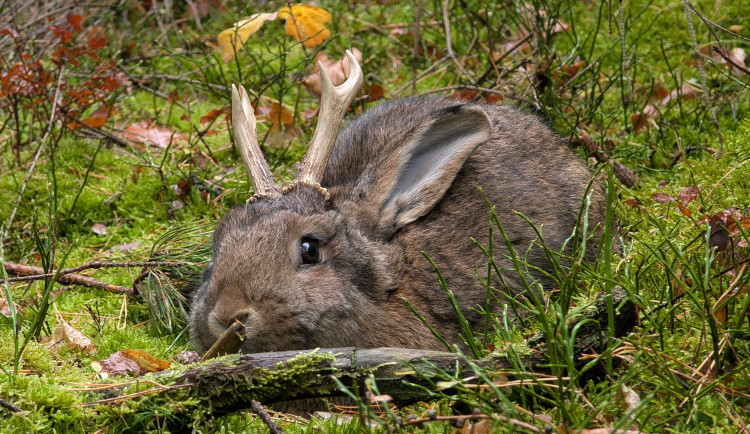 VIDEO: Zajdalen v Jeseníkách? Klip s tajemným tvorem pobláznil sítě, viděly ho už miliony lidí