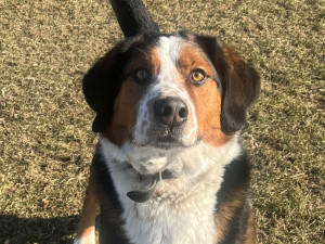 HLEDÁME PÁNÍČKA: Alex a Baddy z Mohelnice jsou hodní pejsci, budou to dobří parťáci