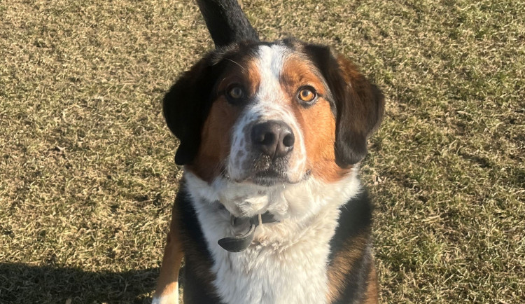 HLEDÁME PÁNÍČKA: