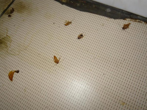 Švábi v suterénu? Prostory k restauraci nepatří, hájí se olomoucký podnik