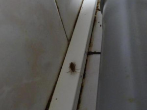 Švábi v suterénu? Prostory k restauraci nepatří, hájí se olomoucký podnik