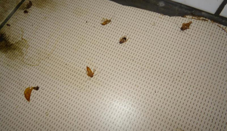 Švábi v suterénu? Prostory k restauraci nepatří, využívá je majitel, hájí se olomoucký podnik