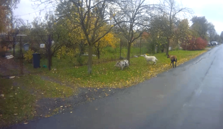 Prase a dvě kozy navštívili luxusní autosalon v Brně. Zaběhnutá trojice hledala dobroty