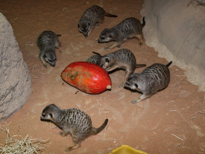 VIDEO: Surikatí bitka o červy z dýně. Zoo Olomouc dopřála zvířatům netradiční hody