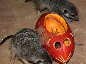 VIDEO: Surikatí bitka o červy z dýně. Zoo Olomouc dopřála zvířatům netradiční hody