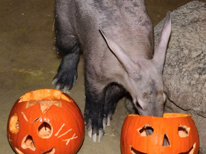 VIDEO: Surikatí bitka o červy z dýně. Zoo Olomouc dopřála zvířatům netradiční hody