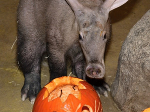 VIDEO: Surikatí bitka o červy z dýně. Zoo Olomouc dopřála zvířatům netradiční hody