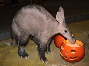 VIDEO: Surikatí bitka o červy z dýně. Zoo Olomouc dopřála zvířatům netradiční hody