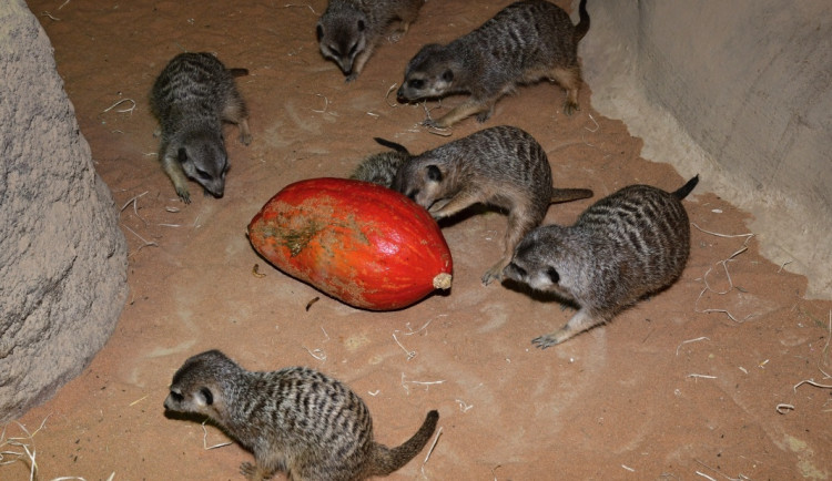Surikatí bitka o červy z dýně. Zoo Olomouc dopřála zvířatům netradiční hody