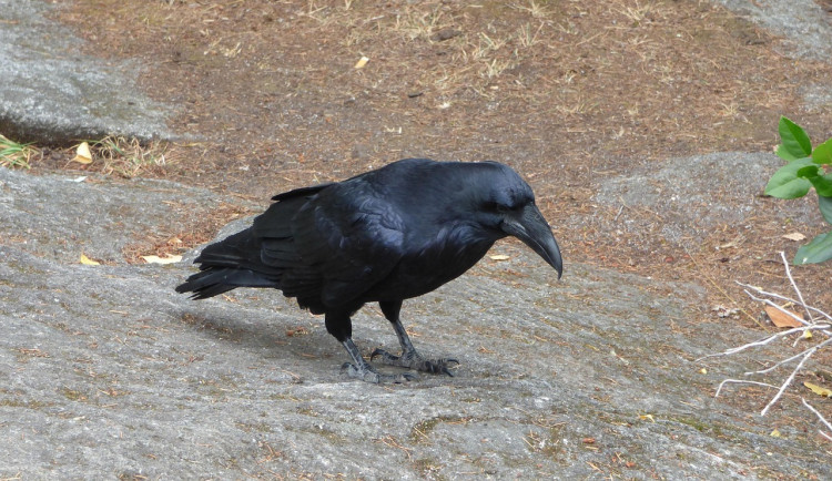 Na zimoviště nad Riviérou dorazily tisíce havranů. Lidé je loni plašili, letos je pohlídá hlídka