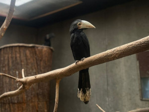 Světový unikát v olomoucké zoo. Na Svatém Kopečku jsou nová mláďata zoborožců