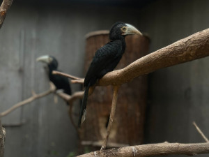 Světový unikát v olomoucké zoo. Na Svatém Kopečku jsou nová mláďata zoborožců
