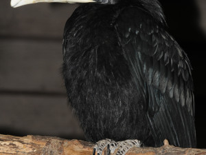 Světový unikát v olomoucké zoo. Na Svatém Kopečku jsou nová mláďata zoborožců