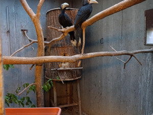 Světový unikát v olomoucké zoo. Na Svatém Kopečku jsou nová mláďata zoborožců