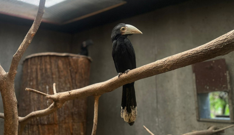 Světový unikát v olomoucké zoo. Na Svatém kopečku jsou nová mláďata zoborožců