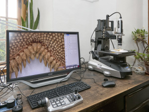 Vlastivědné muzeum získalo digitální mikroskop. Pomůže přiblížit přírodovědné sbírky