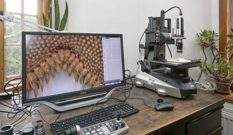 Vlastivědné muzeum získalo digitální mikroskop. Pomůže přiblížit přírodovědné sbírky