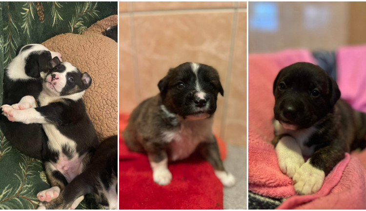 Štěňata zachráněná z otřesného chovu zatím k adopci nejsou, čeká se na úřady