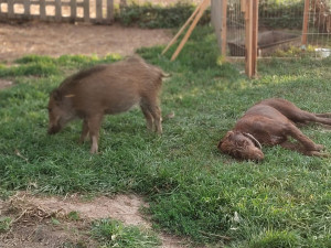 VIDEO: Bachyňka Andulka hvězdou na sítích. V záchranné stanici Pateřín si rozumí se psy i dětmi