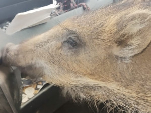 VIDEO: Bachyňka Andulka hvězdou na sítích. V záchranné stanici Pateřín si rozumí se psy i dětmi