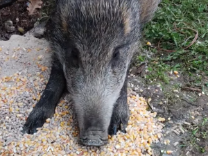 Bachyně Andulka hvězdou na sítích. V záchranné stanici Pateřín si rozumí se psy i dětmi