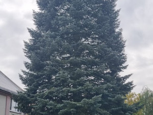 Padesátiletá jedle pro Olomouc: vánoční strom čeká k orloji dlouhá cesta