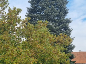 Padesátiletá jedle pro Olomouc: vánoční strom čeká k orloji dlouhá cesta