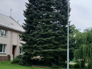 Padesátiletá jedle pro Olomouc: vánoční strom čeká k orloji dlouhá cesta