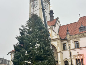 Padesátiletá jedle pro Olomouc: vánoční strom čeká k orloji dlouhá cesta