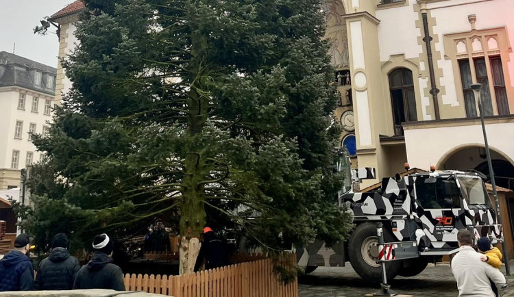 Padesátiletá jedle pro Olomouc: vánoční strom čeká k orloji dlouhá cesta