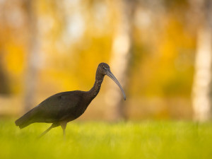foto Robert Adamec 1
