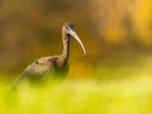 foto Robert Adamec 3